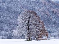 Frisch verschneite mächtige Eichen auf der Wiese
